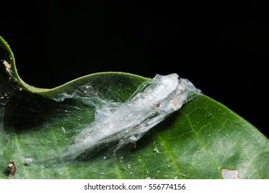 worm cocoons