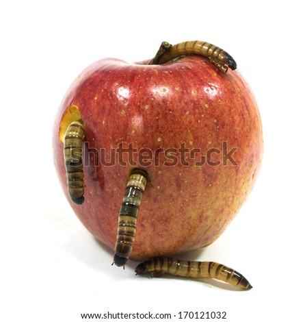 worm is coming out of apple isolated on white