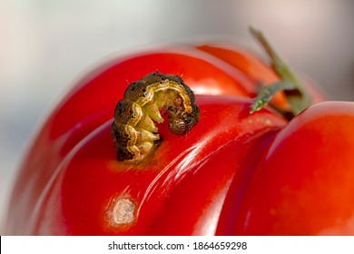 213 Signs tomato disease Images, Stock Photos & Vectors | Shutterstock