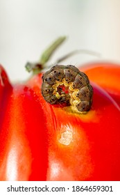 213 Signs tomato disease Images, Stock Photos & Vectors | Shutterstock