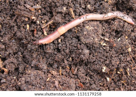 worm in the compost