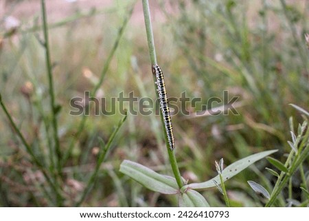 worm crawling up a plant in a field