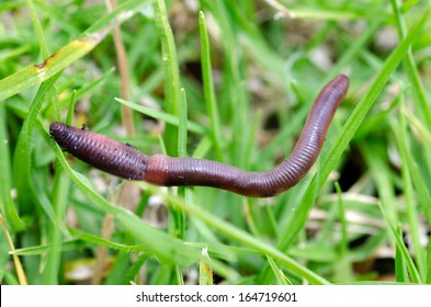 Worm crawls on green grass. (Close up) - Powered by Shutterstock