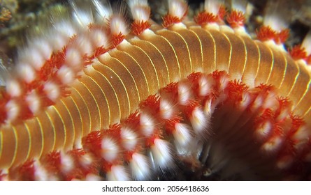 Worm Dog , Croatia, Lastovo Island