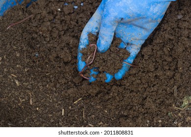 985 Catching Earthworms Images, Stock Photos & Vectors | Shutterstock