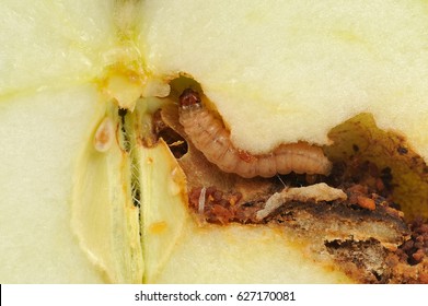 Worm Eating Apple Macro