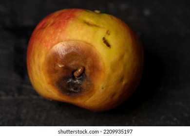 Worm Eating Rotten Apple On Black Background