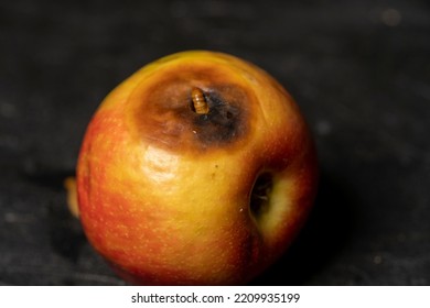 Worm Eating Rotten Apple On Black Background