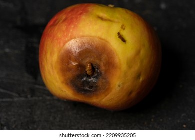 Worm Eating Rotten Apple On Black Background