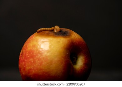 Worm Eating Rotten Apple On Black Background