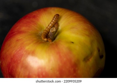 Worm Eating Rotten Apple On Black Background