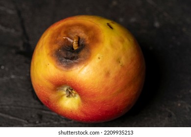 Worm Eating Rotten Apple On Black Background