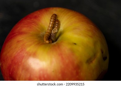 Worm Eating Rotten Apple On Black Background