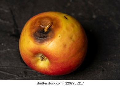 Worm Eating Rotten Apple On Black Background