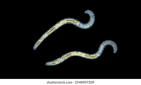 Worm Enchytraeus sp. under the microscope, Oligochaeta, order Haplotaxida. Lives both in soil and water. Diluted as food for aquarium fish.