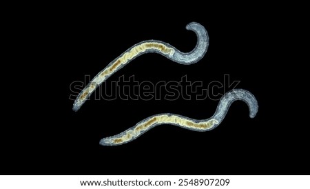 Worm Enchytraeus sp. under the microscope, Oligochaeta, order Haplotaxida. Lives both in soil and water. Diluted as food for aquarium fish.