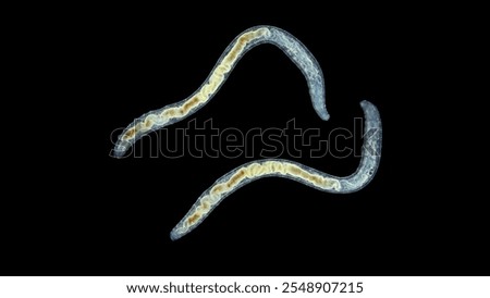 Worm Enchytraeus sp. under the microscope, Oligochaeta, order Haplotaxida. Lives both in soil and water. Diluted as food for aquarium fish.