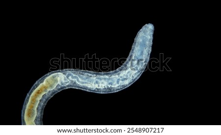 Worm Enchytraeus sp. under the microscope, Oligochaeta, order Haplotaxida. Lives both in soil and water. Diluted as food for aquarium fish.