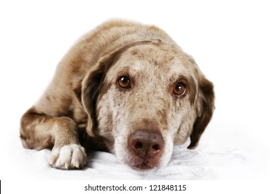 Old Dog Laying Down Temaju Kepek Stockfotok Es Vektorkepek