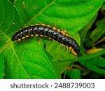 Worm Harpaphe haydeniana, commonly known as the yellow-spotted millipede, almond-scented millipede or cyanide millipede,