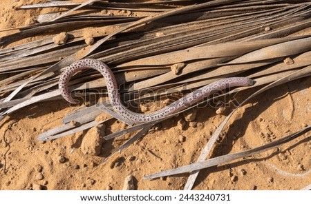  zarundnyi´s worm lizard found on desert 