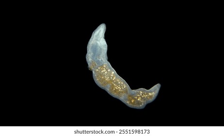 Worm Microstomum sp. under the microscope, Microstomidae family, Macrostomida order, Turbellaria class