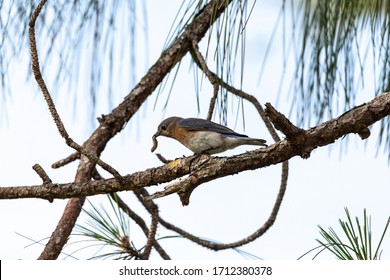 Worm in mouth, a Female eastern bluebird Sialia sialis perches on a branch high in a tree and looks down in Sarasota, Florida
