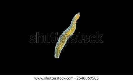worm Nais sp. under a microscope, Family Naididae, a class of Oligochaeta, feed on plant foods (algae) and the remains of dead organisms, sometimes protozoa. Lake Baikal