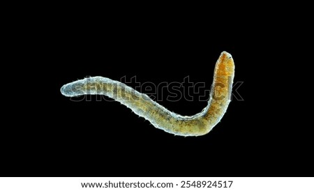 Worm Nais sp. under a microscope, family Naididae, a class of Oligochaeta, feed on plant foods (algae) and the remains of dead organisms, sometimes protozoa. Lake Baikal