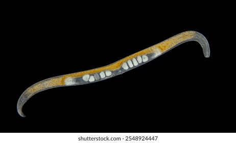 Worm Nematoda under the microscope, Phylum Protostomia, free-living nematodes inhabit soil, freshwater and sea. Black Sea