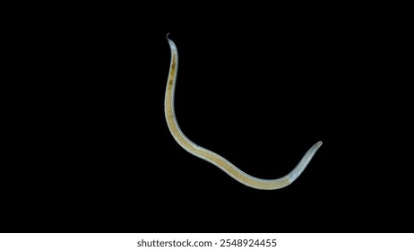 Worm Nematoda under microscope, Phylum Protostomia, free-living nematodes inhabit soil, freshwater and sea. Red Sea