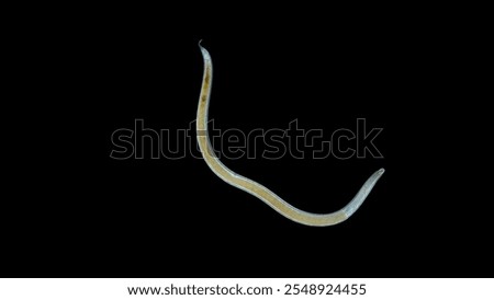 Worm Nematoda under microscope, Phylum Protostomia, free-living nematodes inhabit soil, freshwater and sea. Red Sea
