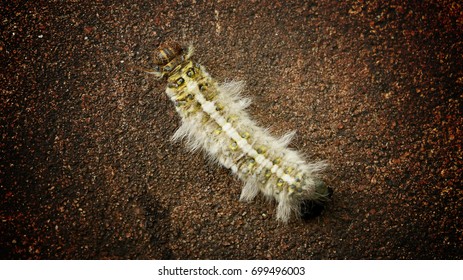 165 Green Worm On Concrete Floor Images, Stock Photos & Vectors 