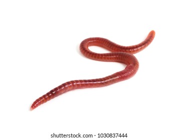 7,402 Earthworm White Background Images, Stock Photos & Vectors ...