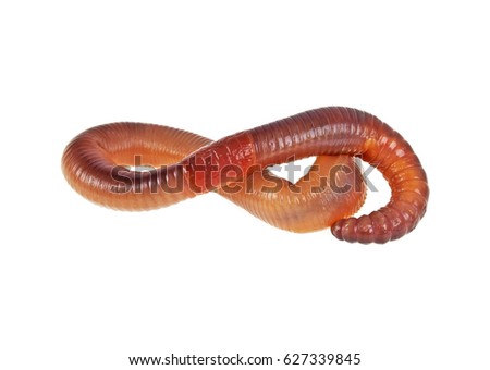 Worm on a white background