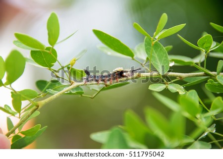 Worm perched on the branches of the body it is full of hair that looks short, some long, some alternates.