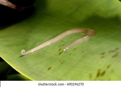 Worm photographed in Guarapari, Espi­rito Santo - Southeast of Brazil. Atlantic Forest Biome. 