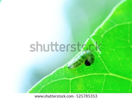 The worm is resting alone on a leaf.