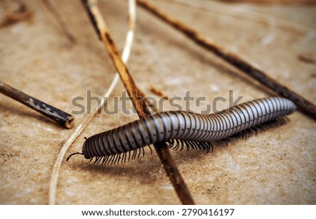 A worm slithering on the ground