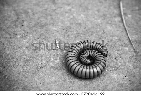 A worm slithering on the ground