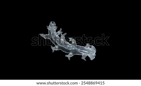 worm Tomopteris sp. under a microscope, Phyllodocida order, Polychaeta class. Holoplankton spends the entire life cycle in the water column, has yellow bioluminescence in parapodia, which are ejected