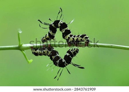 Worms, caterpillars, insects, insect, bug Tinolius eburnneigutt Striking black and yellow striped caterpillars of the noctuid moth on a plant stem, tropical insect wildlife.