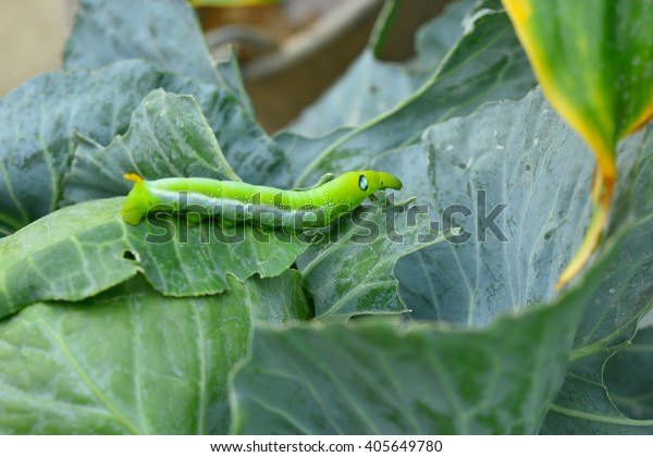 Worms eat green\
cabbage