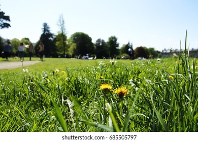 Worm's Eye View Close Up Low Down Picture Of Dandelion Flowers And Grass In A Park In Bath Spa In Somerset, UK, With People And Trees In The Background Under A Sunny Blue Sky With White Clouds