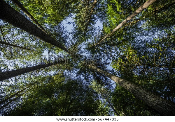 Worm\'s eye view of giant Douglas fir trees in\
Perthshire, Scotland  