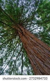 Worm's eye view looking up along the massive reddish trunk of a giant sequoia tree with green branches against the sky
