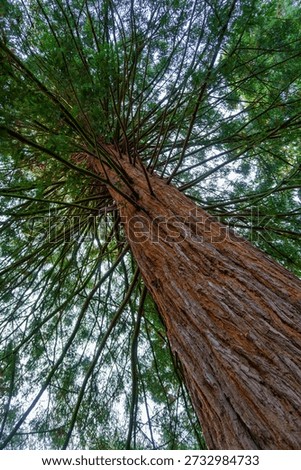 Worm's eye view looking up along the massive reddish trunk of a giant sequoia tree with green branches against the sky