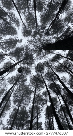 Worms eye view of pine tree crowns in a misty fores