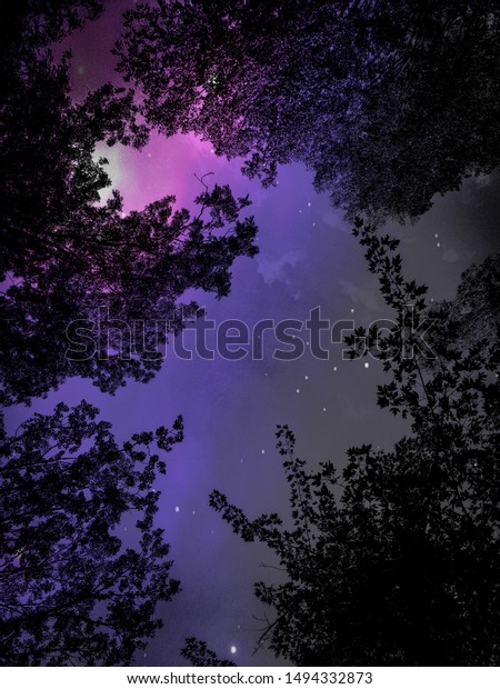 Worm\'s eye view of a\
purple sky and pink glowing moon with a natural frame of four tree\
tops and tree branches.