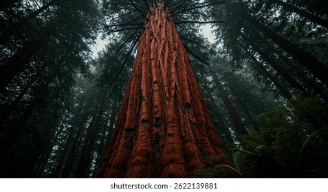 Vista de ojo de gusano de un árbol gigante de secoya en un bosque brumoso con la luz del sol filtrándose a través del dosel.